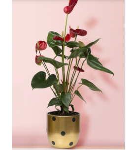 Puantiyeli Vazoda Kırmızı Antoryum Çiçeği